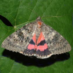 Catocala elocata Catocala elocata